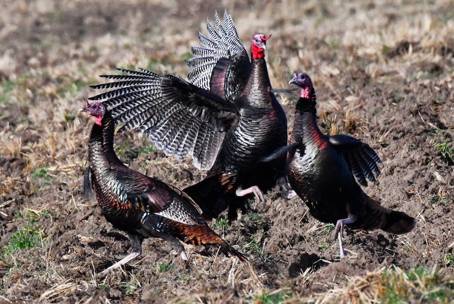 Two wild turkey jakes harass Tom near the Snake River in Idaho, March 2026.