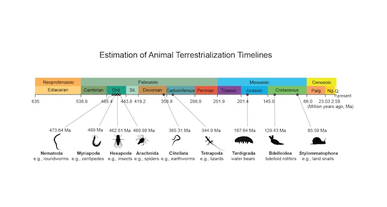 A colorful timeline of when different generations of animals evolved into lifestyles based on land.