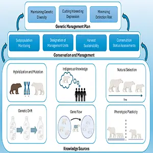 How to integrate genetic research into bear conservation and management decisions. Credit: Ecological Monographs