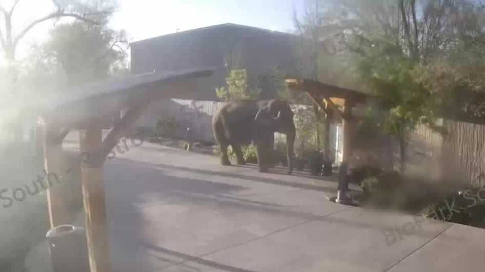 Security video captures Alice the elephant's epic escape