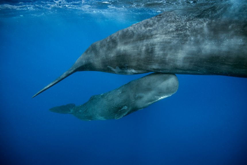 A sperm whale calf swims next to its mother.