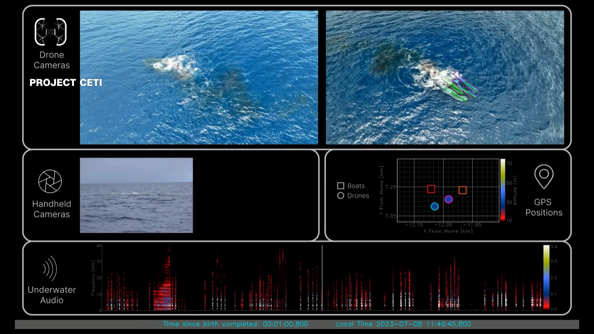 The birth of a sperm whale LOOP 2 THUMB.jpg