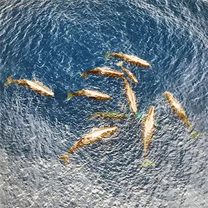 Prenatal collection of sperm whales from Unit A. Credit: Scientific Reports