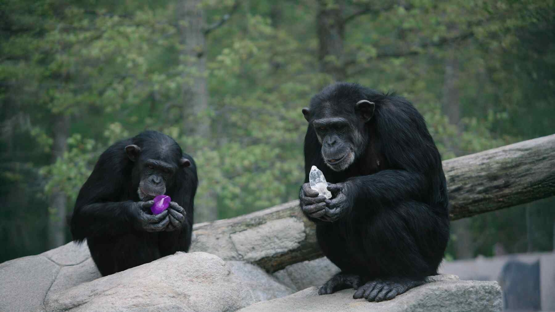 Chimpanzees crystals preference like ours