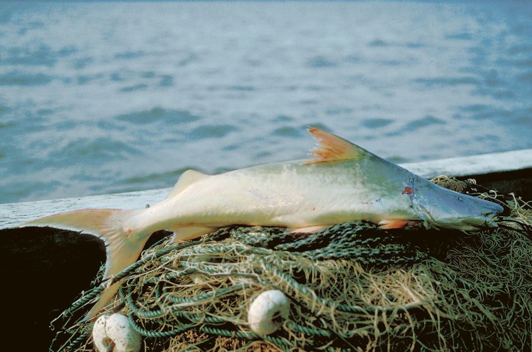 The dorado, or carved catfish, is named for its gold-silver scaleless skin.