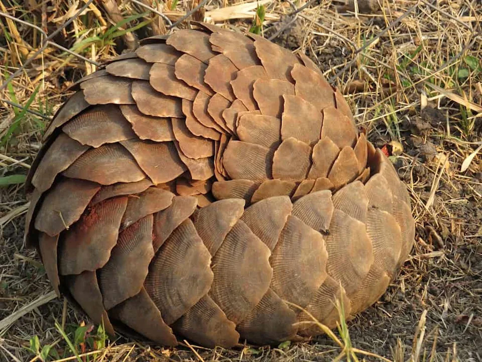 This is a pangolin in conservation status.