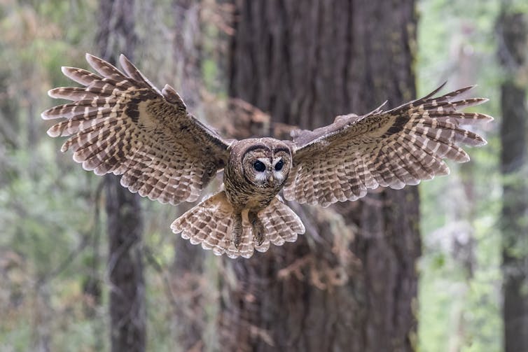 An owl flies towards the camera, its wings spread.