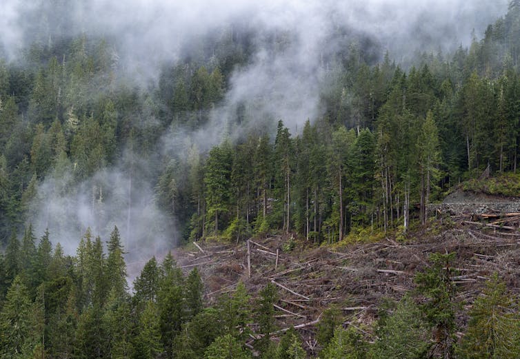 trees in a wooded area surrounding a deforested area