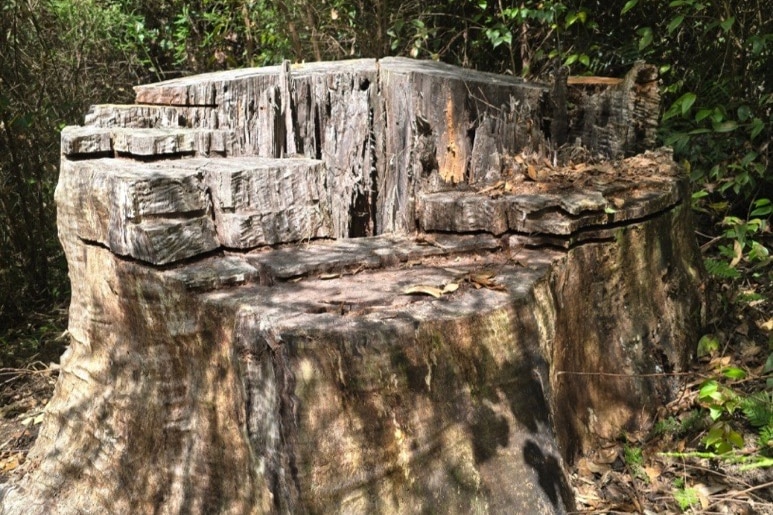 the trunk of a tree.