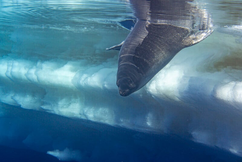 A great Greenland shark swims beneath the icy waters of the Arctic, its body partially visible in the calm, blue water above the ice-covered surface.