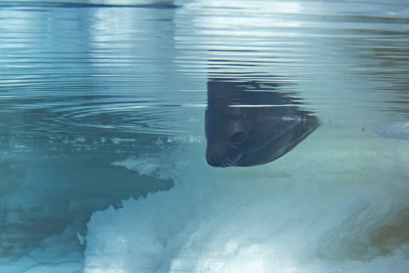 A seal swims under the ice, its head above the water while its body is in the ice and blue water.