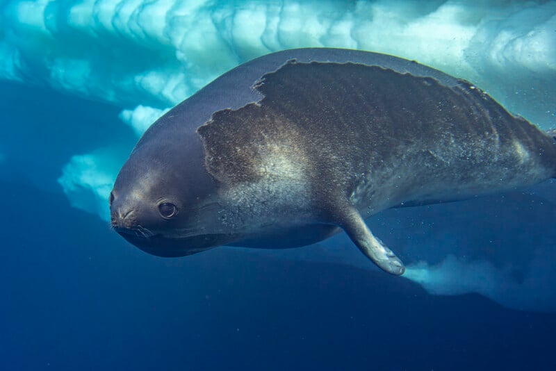 A close-up of a Weddell seal swimming underwater near the ice, its body illuminated and the shapes of the ice visible above.