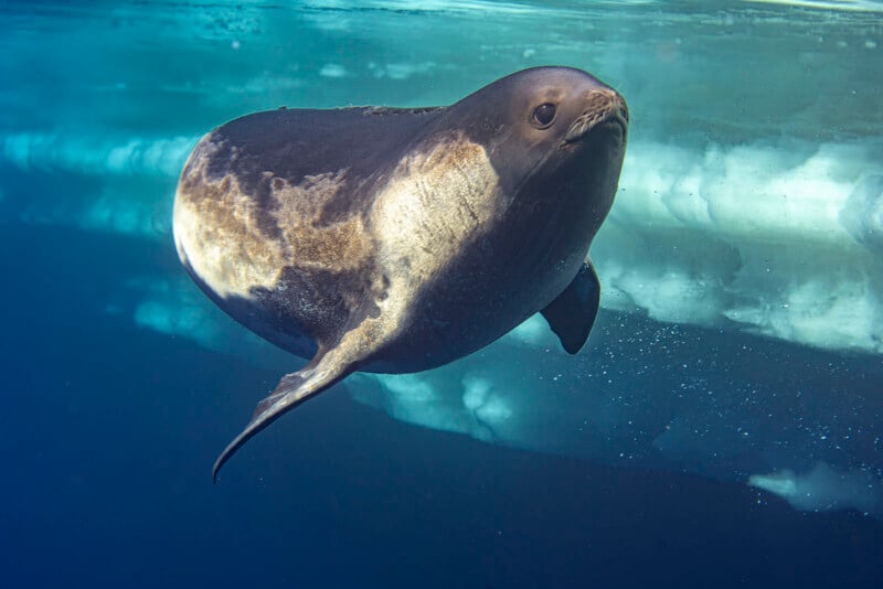 A Weddell seal swims underwater near the ice, with sunlight filtering through the water, highlighting its smooth, silky fur and curved body.