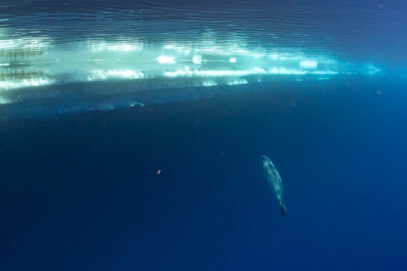 A seal swims alone underwater near the water's surface, and sunlight filters through the ice above, creating a calm and blue scene.