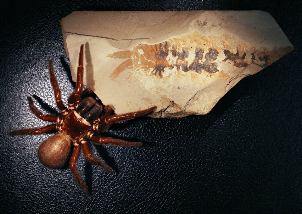 the modern spider is close to the remains of Megachelicerax cousteaui.