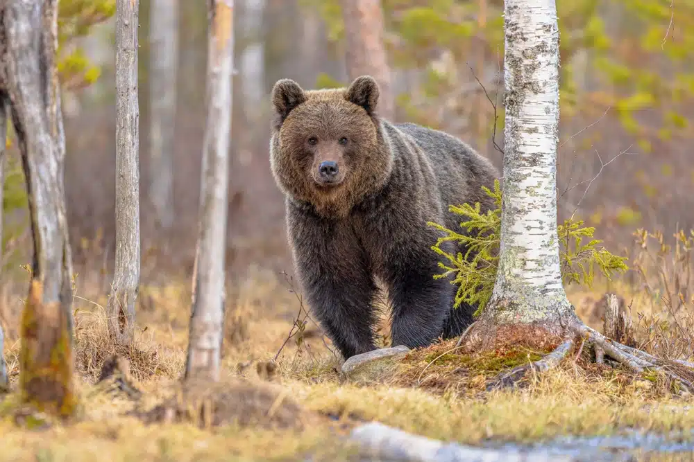The Eurasian brown bear (ursus arctos arctos) is one of the