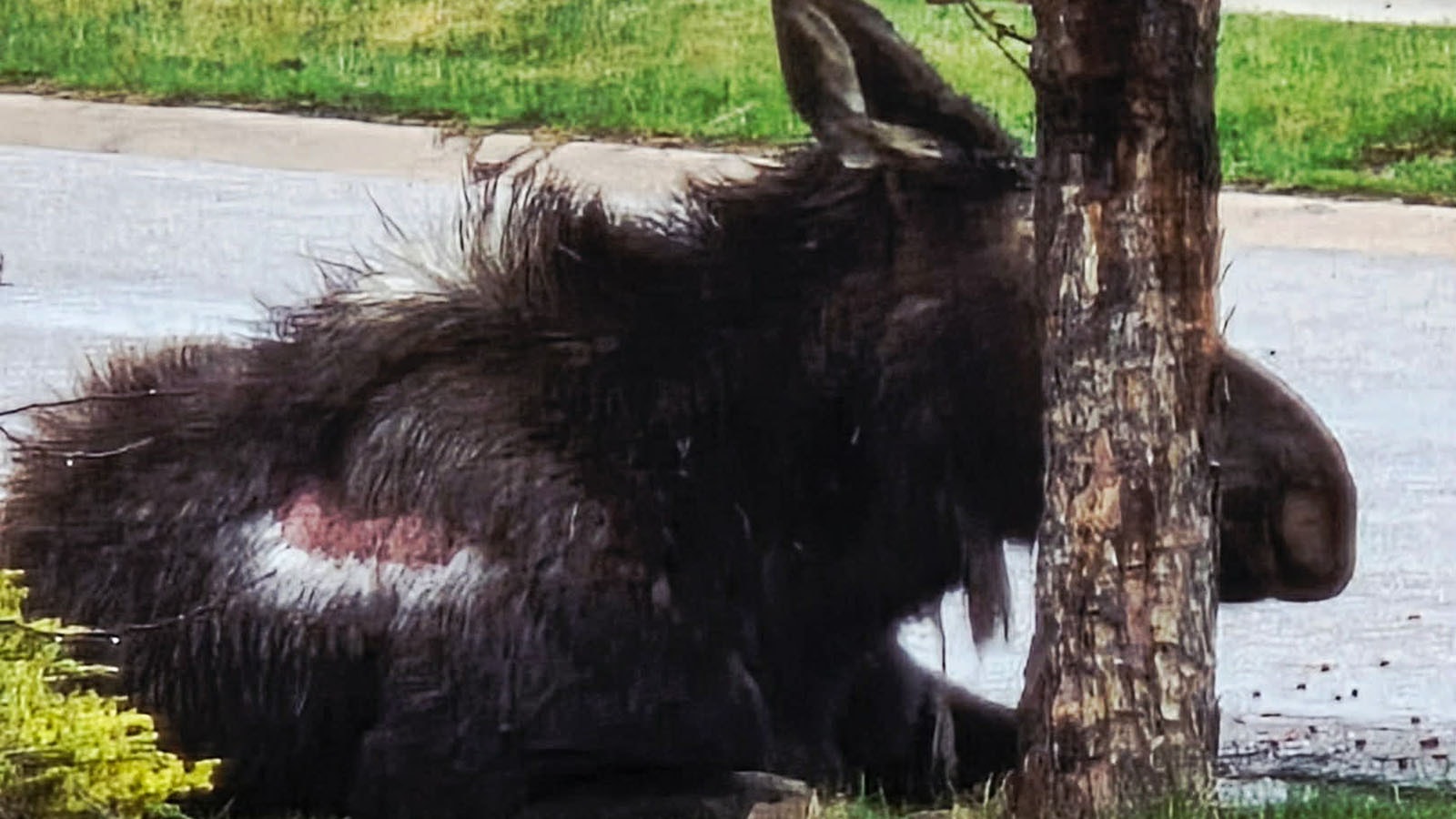 Big Betty, a moose in the Evanston neighborhood, as she appeared on April 1. A large patch of exposed skin on his side may look scary, but Wyoming Game and Fish staff saw no signs that the moose was sick, injured, or dying.