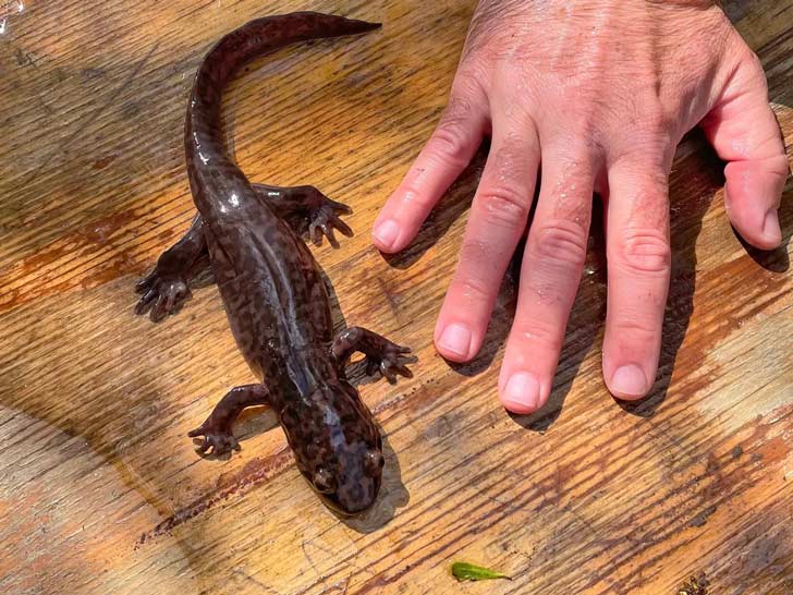 A human hand near a California Giant Salamander