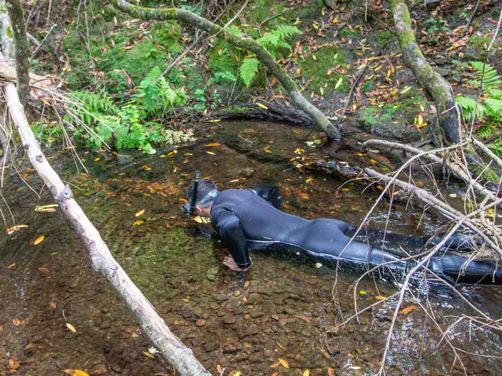A park ranger in a black snorkel suit in a shallow creek, his face in the water