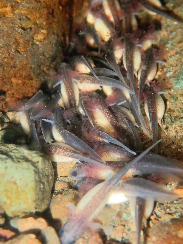 Group of California Giant Salamander larvae underwater