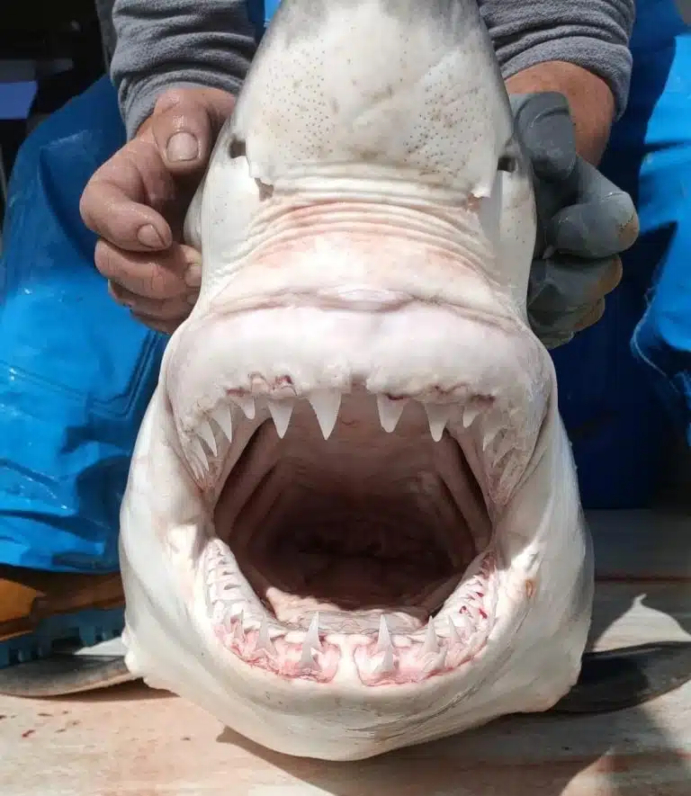 Close Up of New Giant Shark Reveals Unique Tooth Shape