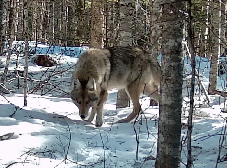 5 features of Maine's new wildlife action plan