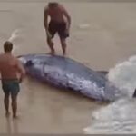 A dramatic video shows beachgoers pushing an injured whale into the sea