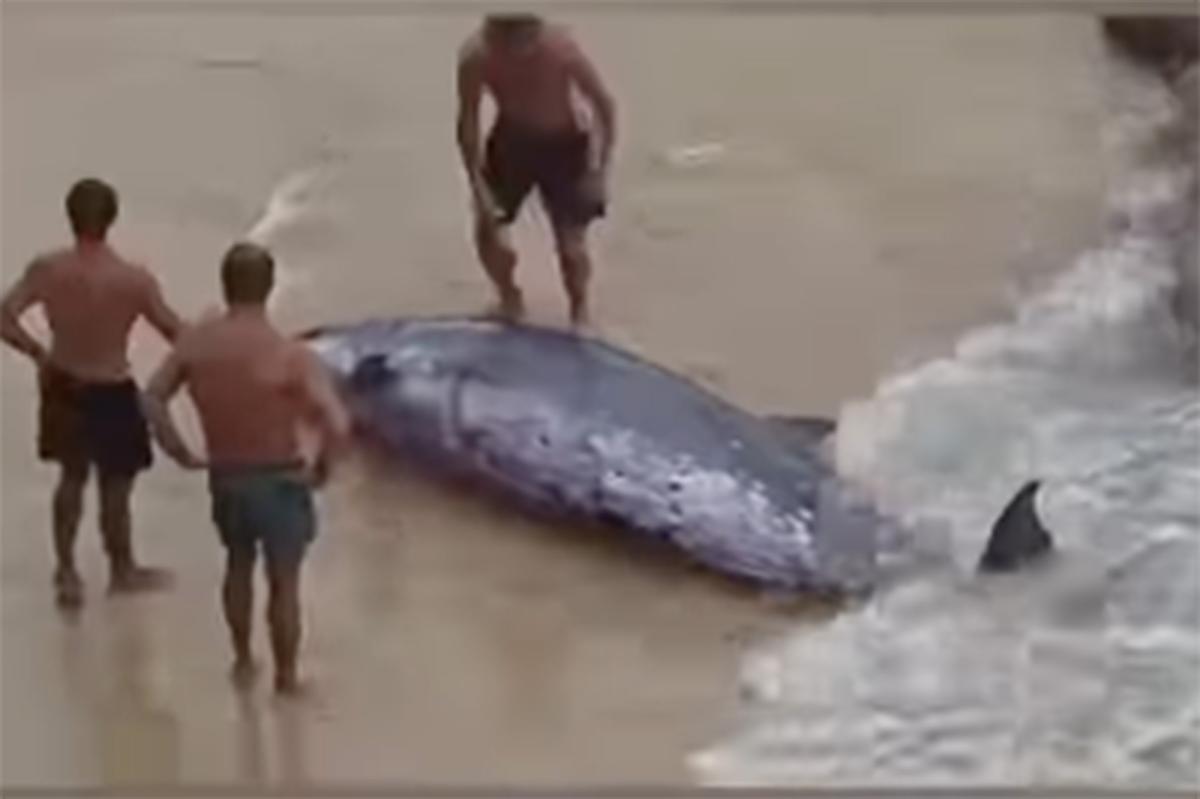 A dramatic video shows beachgoers pushing an injured whale into the sea