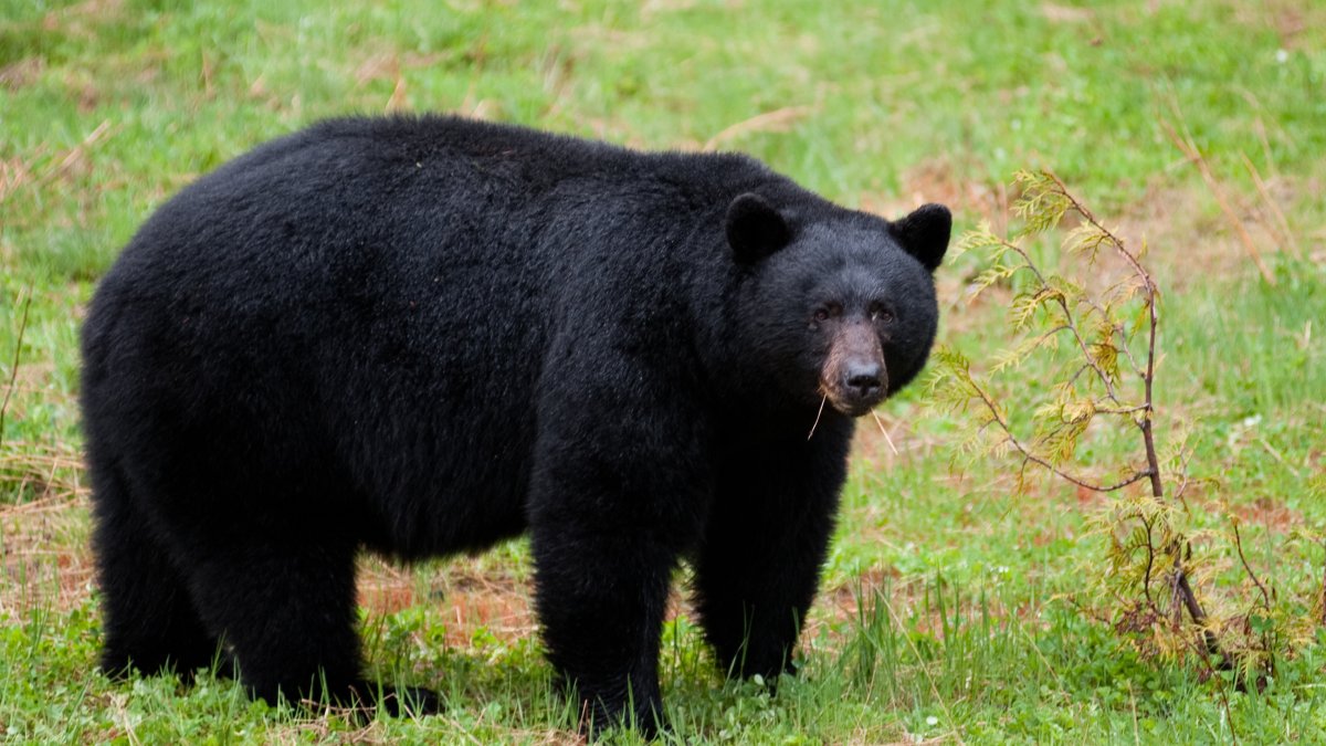 A warning issued in New Jersey when black bears start coming out of their dens