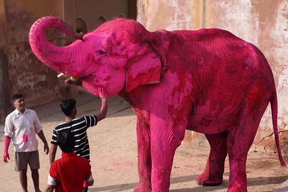 An elephant has been painted bright pink for photos that have sparked outrage in India