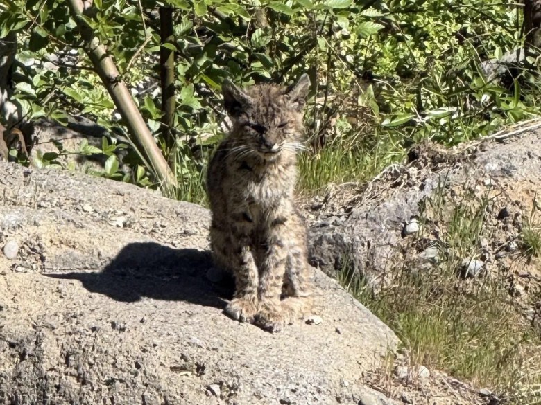 Dead foxes and bobcats worry Portola Valley residents