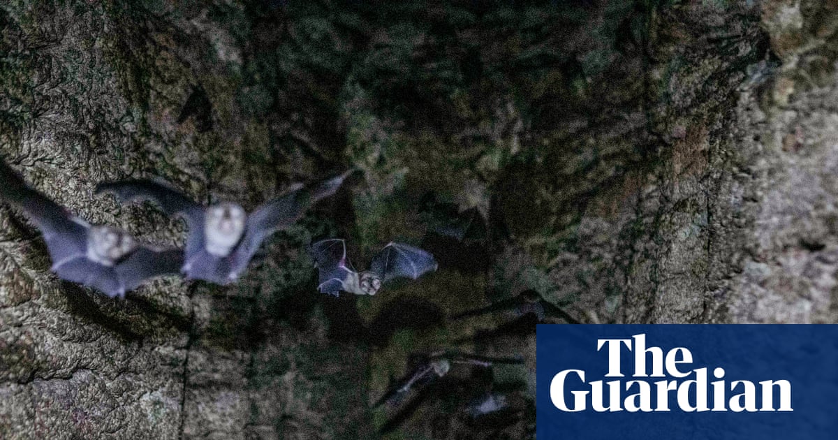 'Guano isn't just droppings': scientists reveal secrets of bat poo in Gorongosa national park