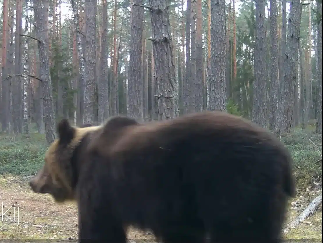 Bear Šalčininkai district