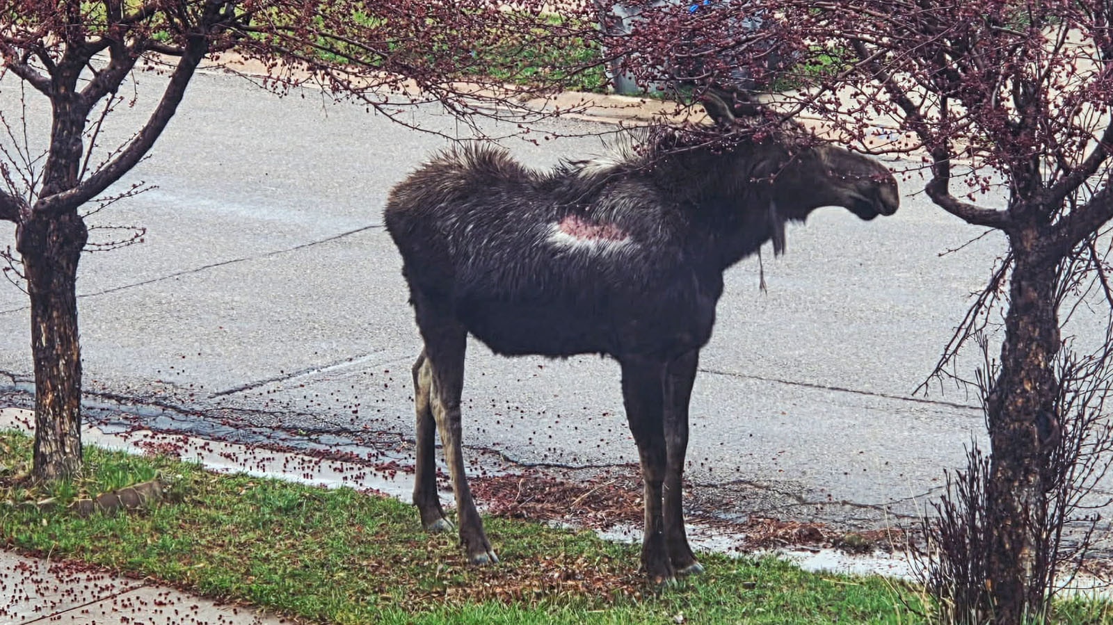 Big Betty, a moose in the Evanston neighborhood, as she appeared on April 1. A large patch of exposed skin on his side may look scary, but Wyoming Game and Fish staff saw no signs that the moose was sick, injured, or dying.