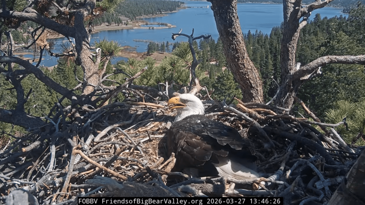 'Pip Watch' will begin soon at the Big Bear Valley eagle nest. Mark your calendar