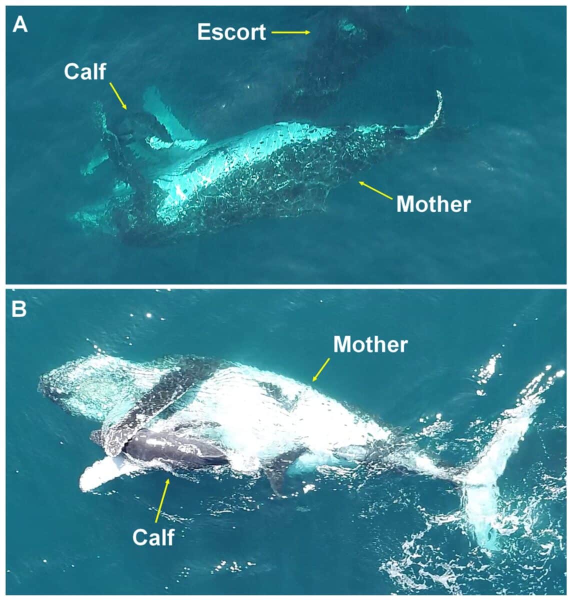 Defensive Behavior of Calves Towards Companions in the Abrolhos Bank Competition Group, Brazil.