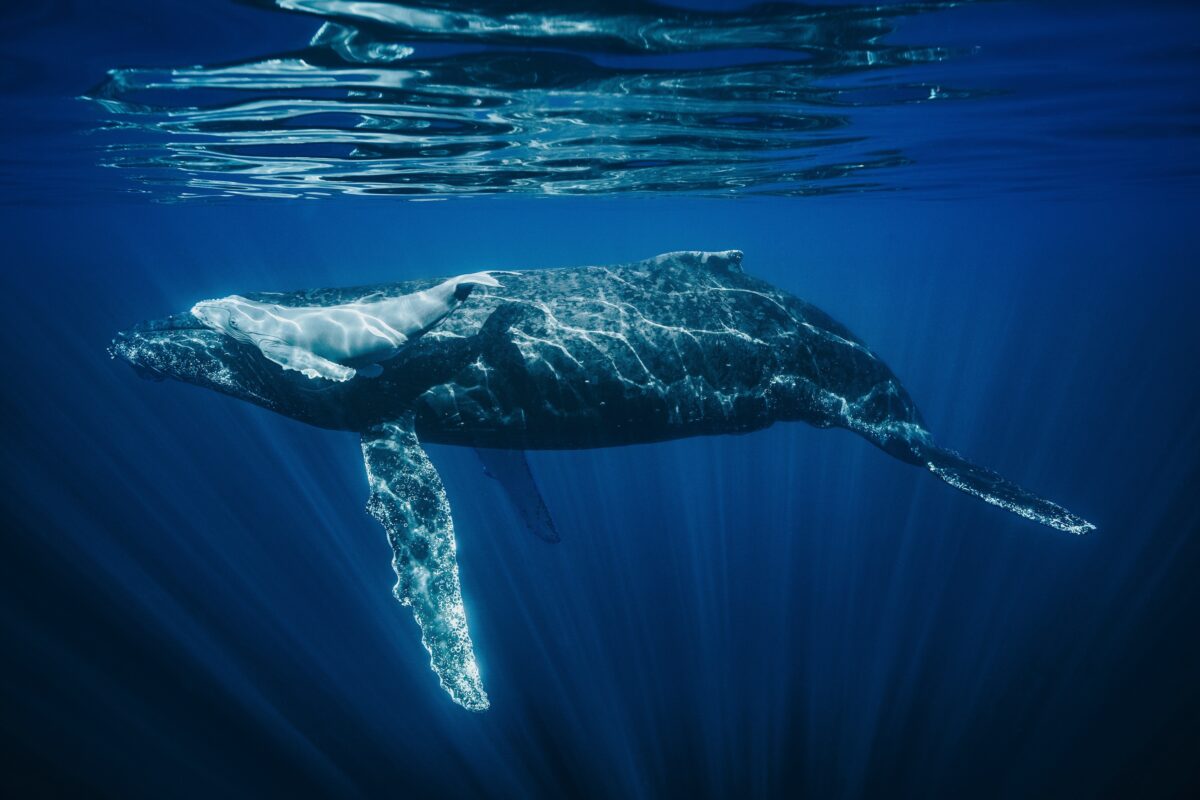 A newborn Humpback calf with its mother