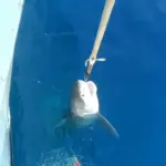 A New Giant Shark Caught in the Mediterranean Sea