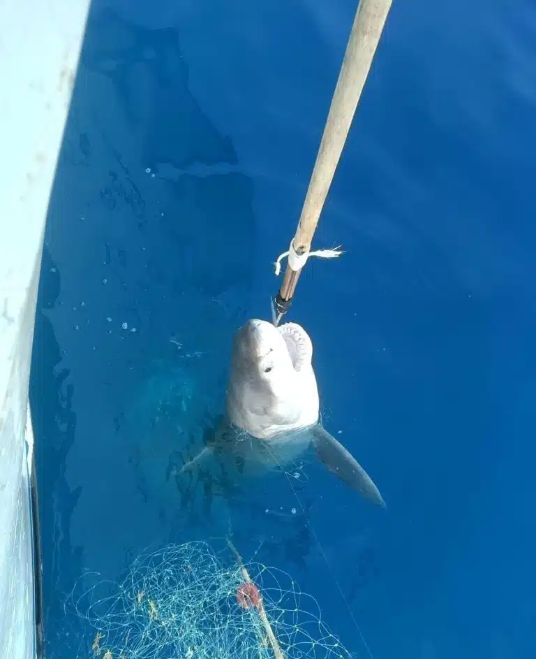 A New Giant Shark Caught in the Mediterranean Sea