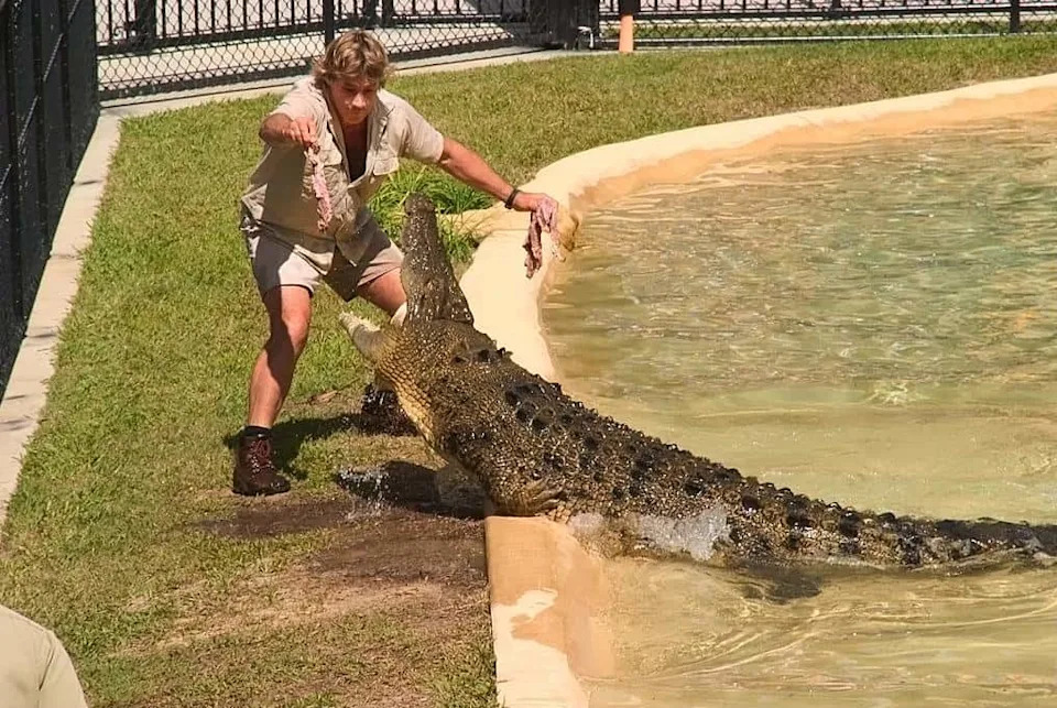 Steve Irwin feeds the crocodile