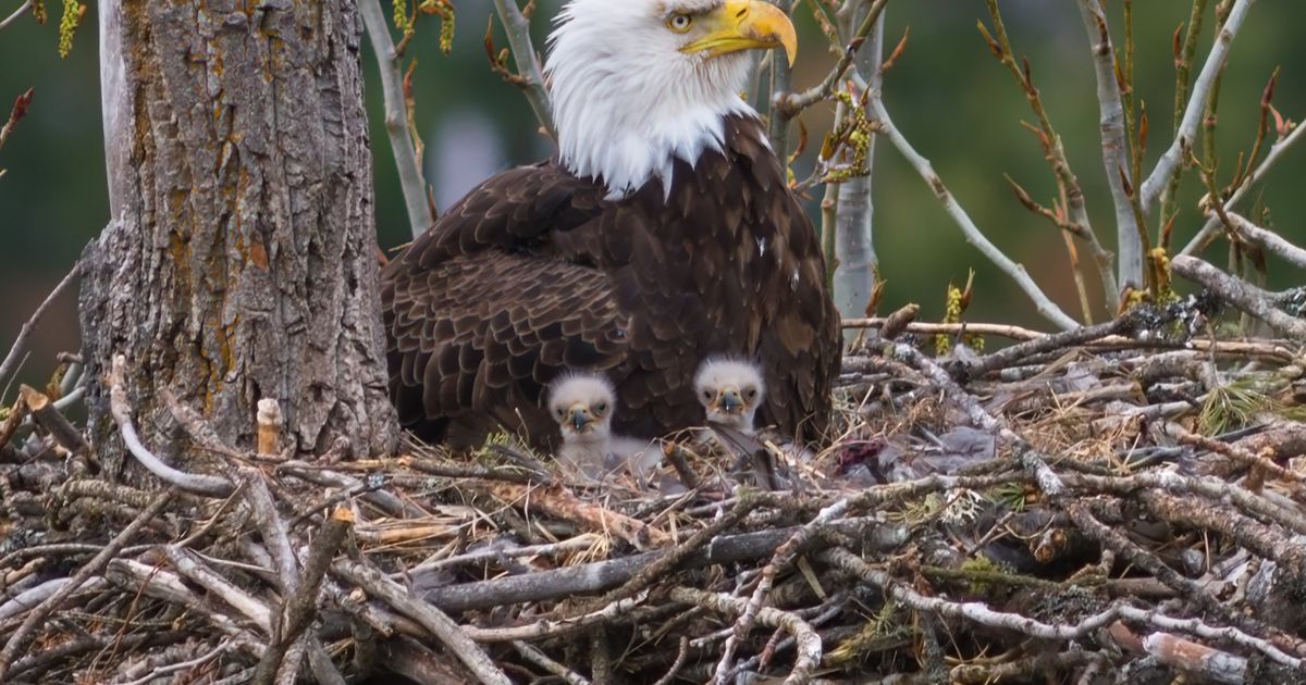 The local photographer's eagle will be featured on the new postage stamp page