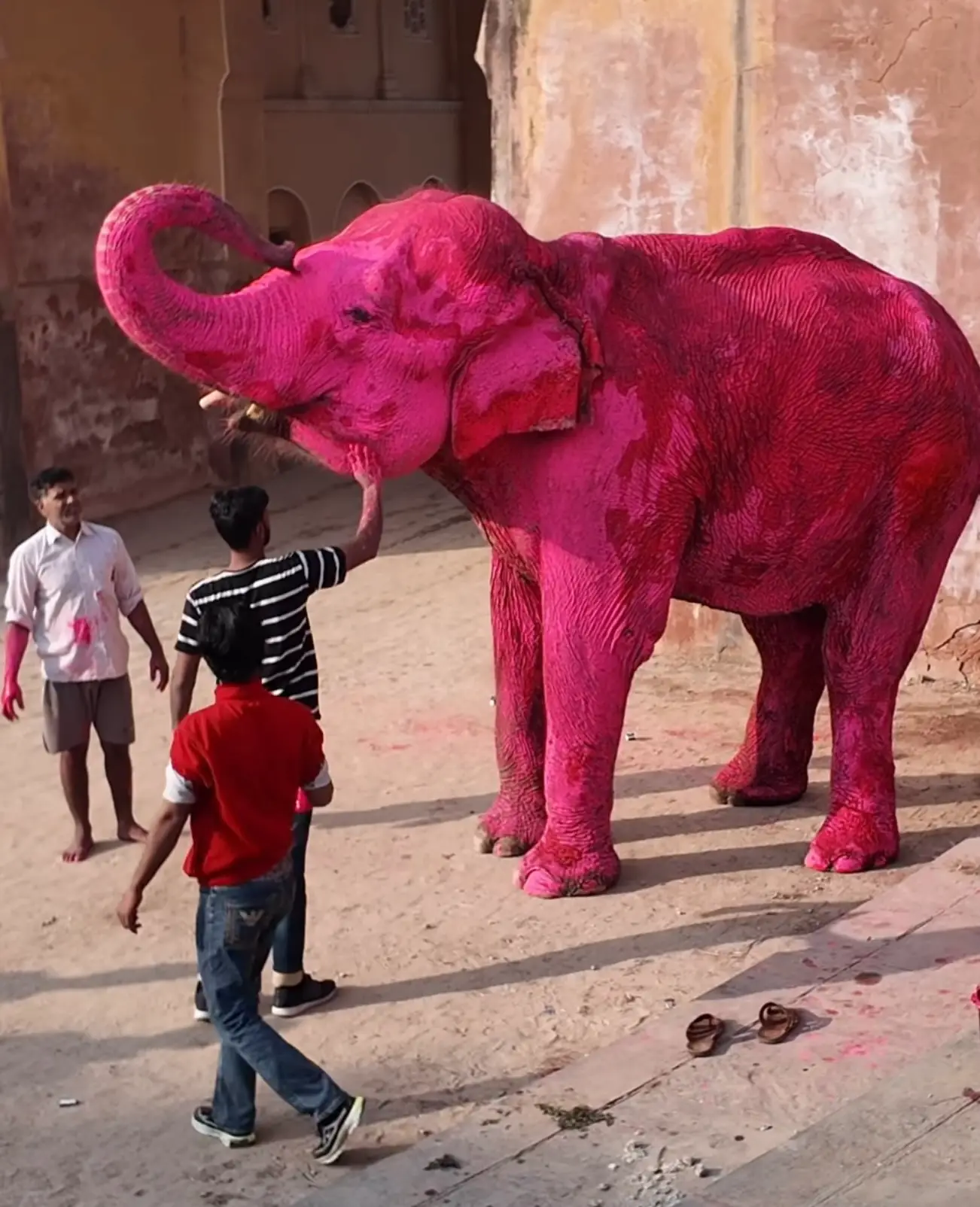 Chanchal the elephant died months after the photoshoot, the animal's owner said (Instagram/@julia.buruleva)