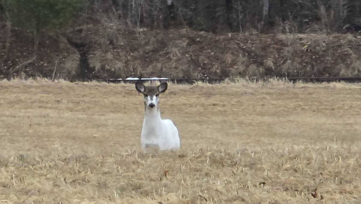 The rare piebald deer is seen in southern Maine