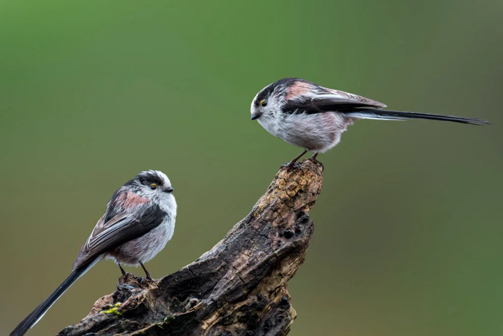 "They were inseparable, like a passionate couple, sharing every moment together." 7 romantic, most loved animals in the world | Find Wildlife