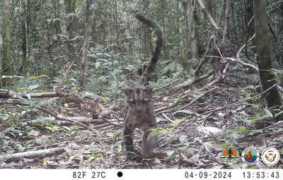 A family of Bornean clouded leopards was spotted in April 2024 near Tanjung Puting National Park.